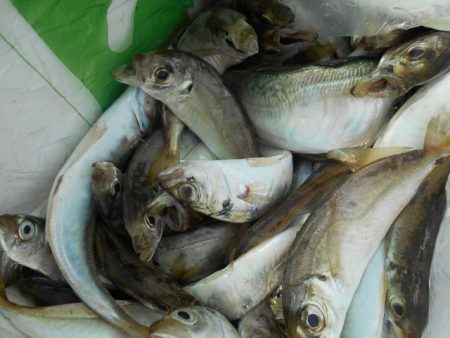 こかわ渡船　雅丸 釣果