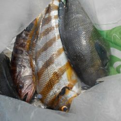 こかわ渡船　雅丸 釣果