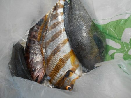 こかわ渡船　雅丸 釣果