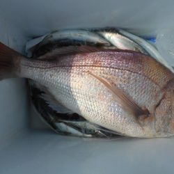 こかわ渡船　雅丸 釣果