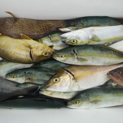 こかわ渡船　雅丸 釣果