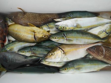 こかわ渡船　雅丸 釣果