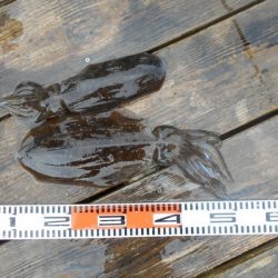 こかわ渡船　雅丸 釣果