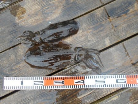 こかわ渡船　雅丸 釣果