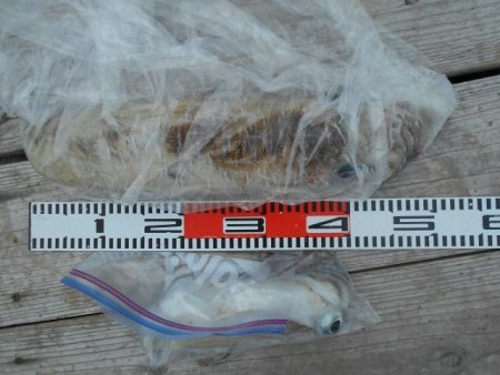 こかわ渡船　雅丸 釣果