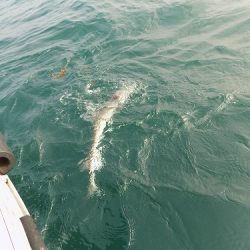 フィッシングボート空風（そらかぜ） 釣果