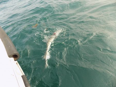 フィッシングボート空風（そらかぜ） 釣果