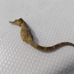 フィッシングボート空風（そらかぜ） 釣果