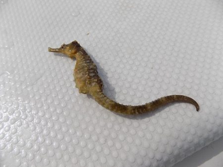 フィッシングボート空風（そらかぜ） 釣果