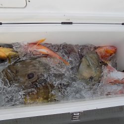 フィッシングボート空風（そらかぜ） 釣果