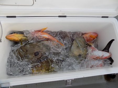 フィッシングボート空風（そらかぜ） 釣果