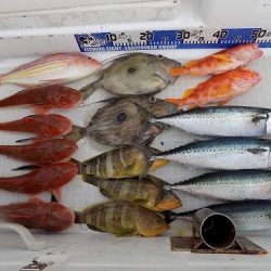 フィッシングボート空風（そらかぜ） 釣果