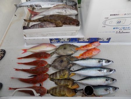 フィッシングボート空風（そらかぜ） 釣果