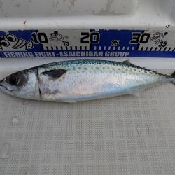 フィッシングボート空風（そらかぜ） 釣果