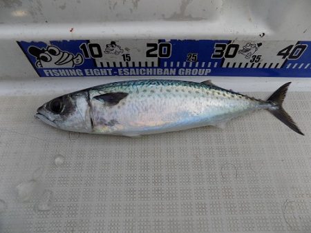 フィッシングボート空風（そらかぜ） 釣果