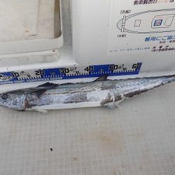 フィッシングボート空風（そらかぜ） 釣果