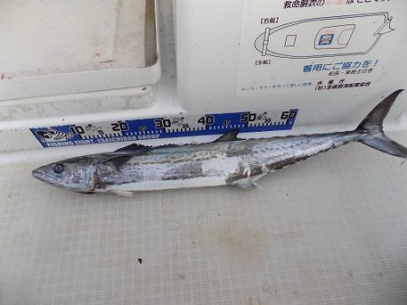 フィッシングボート空風（そらかぜ） 釣果