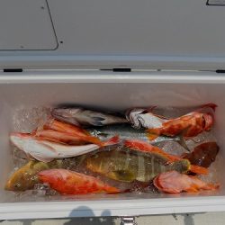 フィッシングボート空風(そらかぜ) 釣果