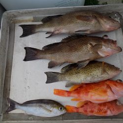 フィッシングボート空風(そらかぜ) 釣果