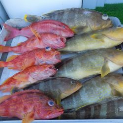 フィッシングボート空風(そらかぜ) 釣果