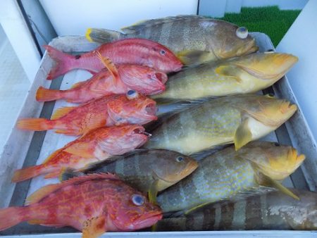 フィッシングボート空風（そらかぜ） 釣果