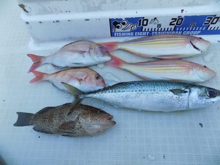 フィッシングボート空風(そらかぜ) 釣果