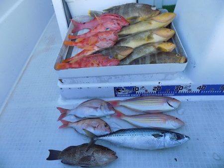 フィッシングボート空風(そらかぜ) 釣果