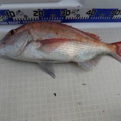 フィッシングボート空風(そらかぜ) 釣果