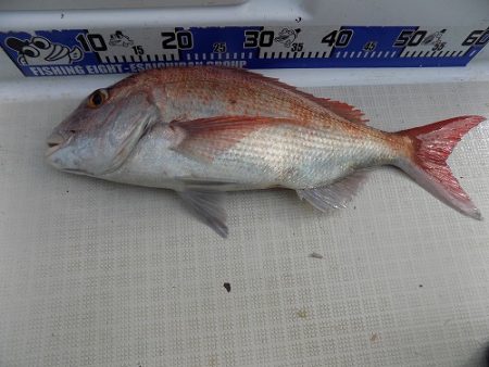 フィッシングボート空風(そらかぜ) 釣果