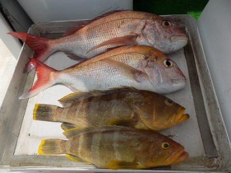 フィッシングボート空風(そらかぜ) 釣果