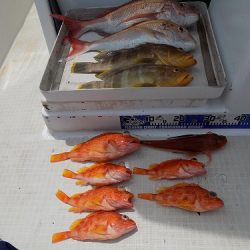 フィッシングボート空風(そらかぜ) 釣果