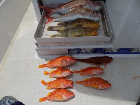 フィッシングボート空風(そらかぜ) 釣果