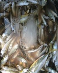 和歌山マリーナシティ釣り公園 釣果