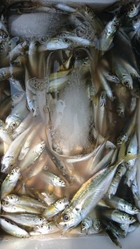 和歌山マリーナシティ釣り公園 釣果