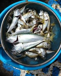 和歌山マリーナシティ釣り公園 釣果