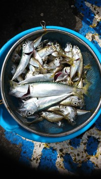 和歌山マリーナシティ釣り公園 釣果