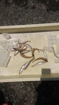 和歌山マリーナシティ釣り公園 釣果