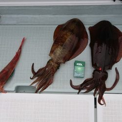 フィッシングボートACE（エース） 釣果