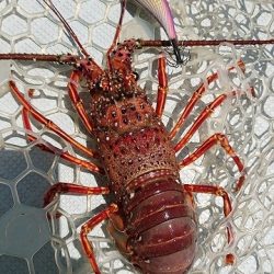 フィッシングボートACE(エース) 釣果