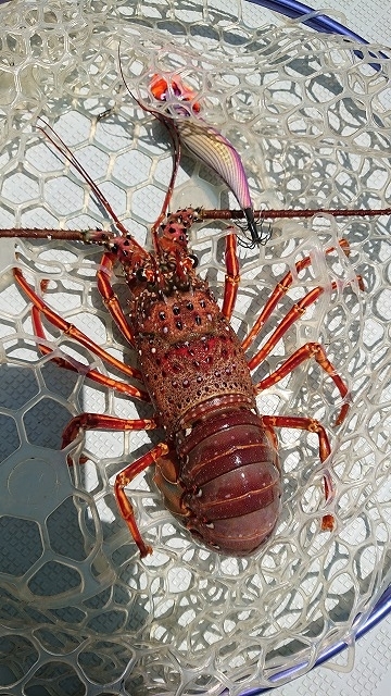 フィッシングボートACE(エース) 釣果