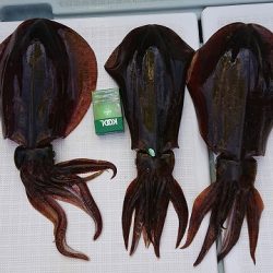 フィッシングボートACE(エース) 釣果