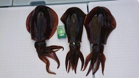 フィッシングボートACE(エース) 釣果