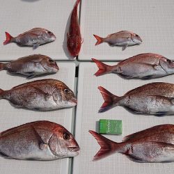 フィッシングボートACE(エース) 釣果