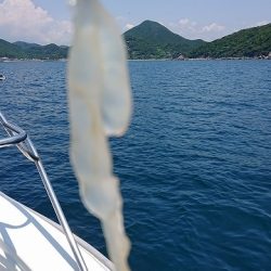 フィッシングボートACE(エース) 釣果