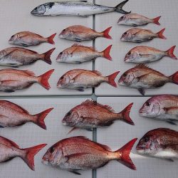 フィッシングボートACE(エース) 釣果