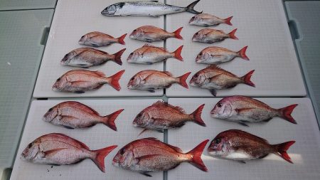 フィッシングボートACE（エース） 釣果