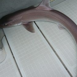 フィッシングボートACE(エース) 釣果