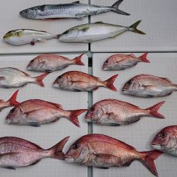 フィッシングボートACE(エース) 釣果