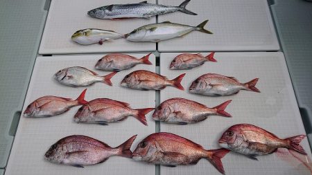 フィッシングボートACE(エース) 釣果