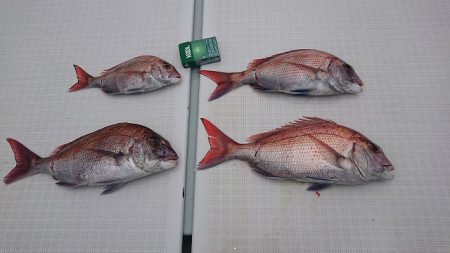 フィッシングボートACE（エース） 釣果